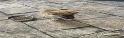 German Shepherd dogs for sale: GERMAN SHEPHERD PUPS - Advert 9