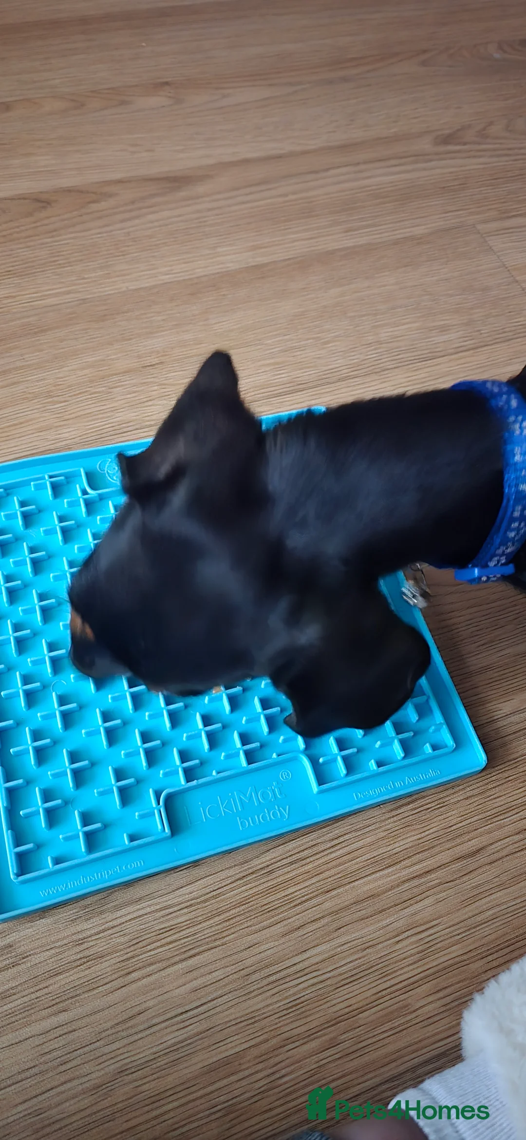 Dachshund dogs for sale: Dachsund 6month Old Puppy in Wimborne - Advert 9