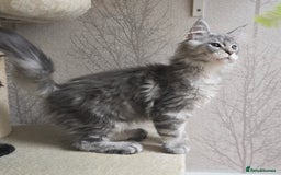 Maine Coon cats for sale: READY NOW Maine Coon Kitten Russian/Shaded lines in Hull - Image 6