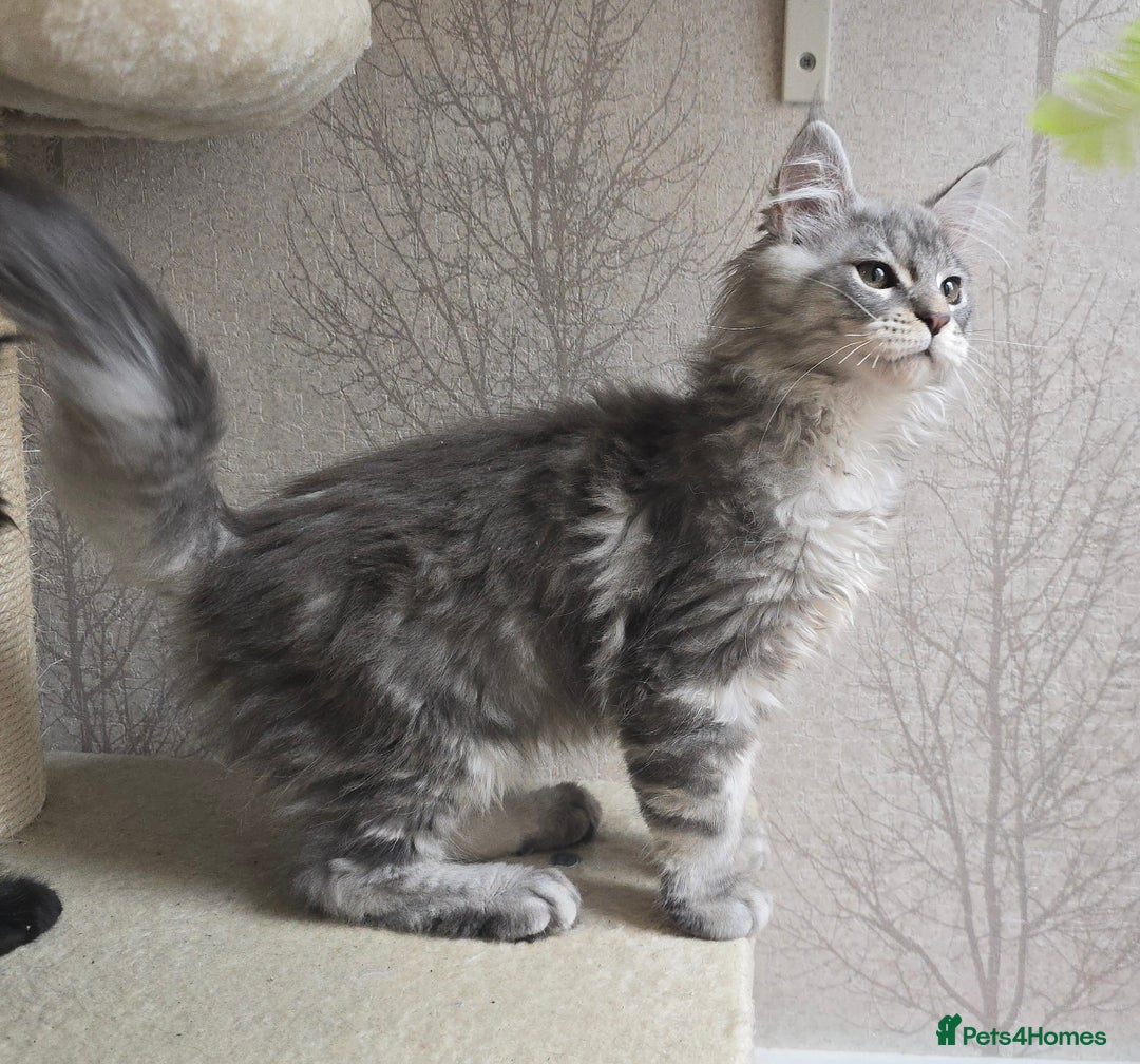 Maine Coon cats for sale: READY NOW Maine Coon Kitten Russian/Shaded lines in Hull - Image 6