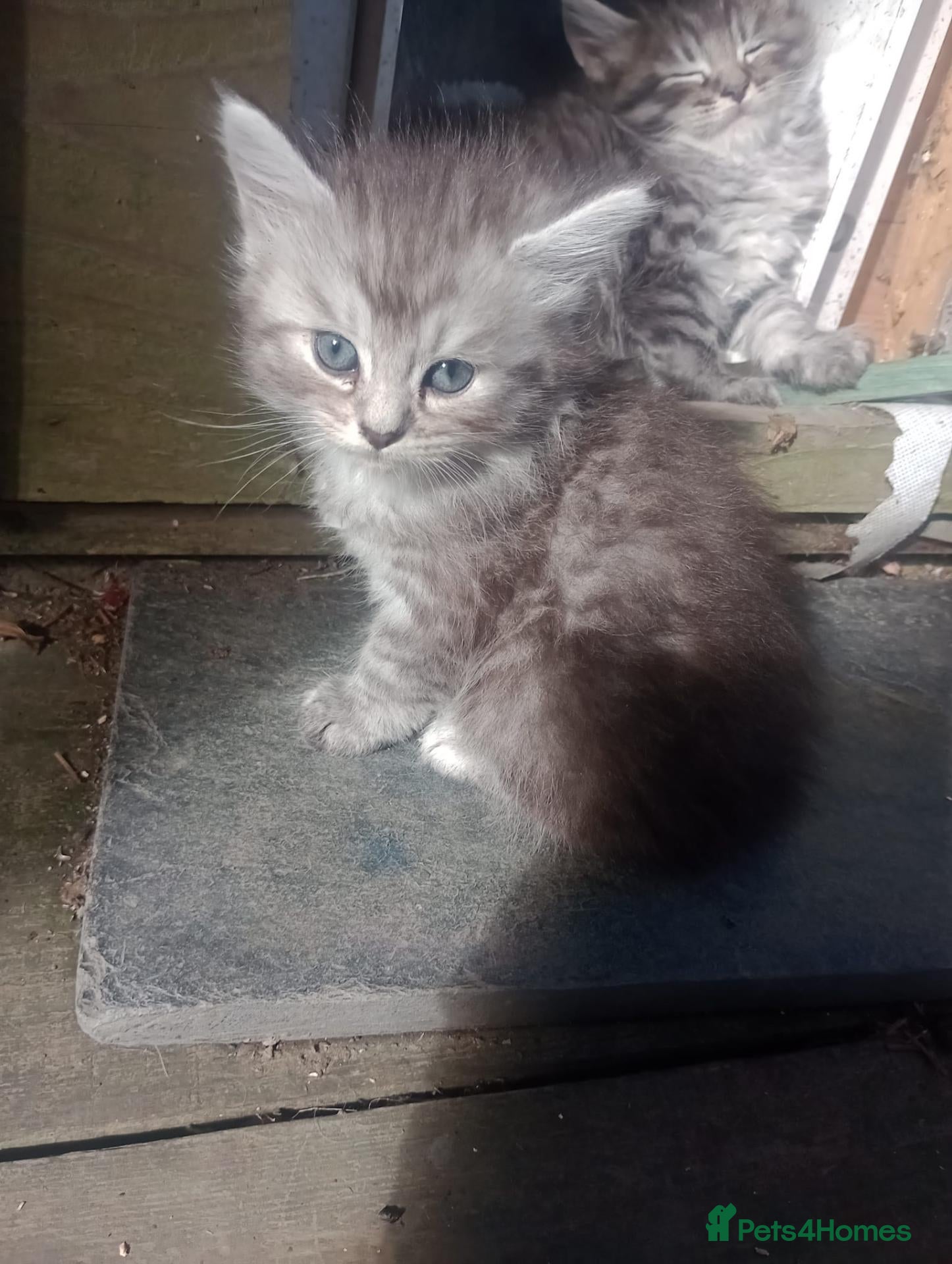 Maine Coon cats Maine Coon Kittens - Advert 2