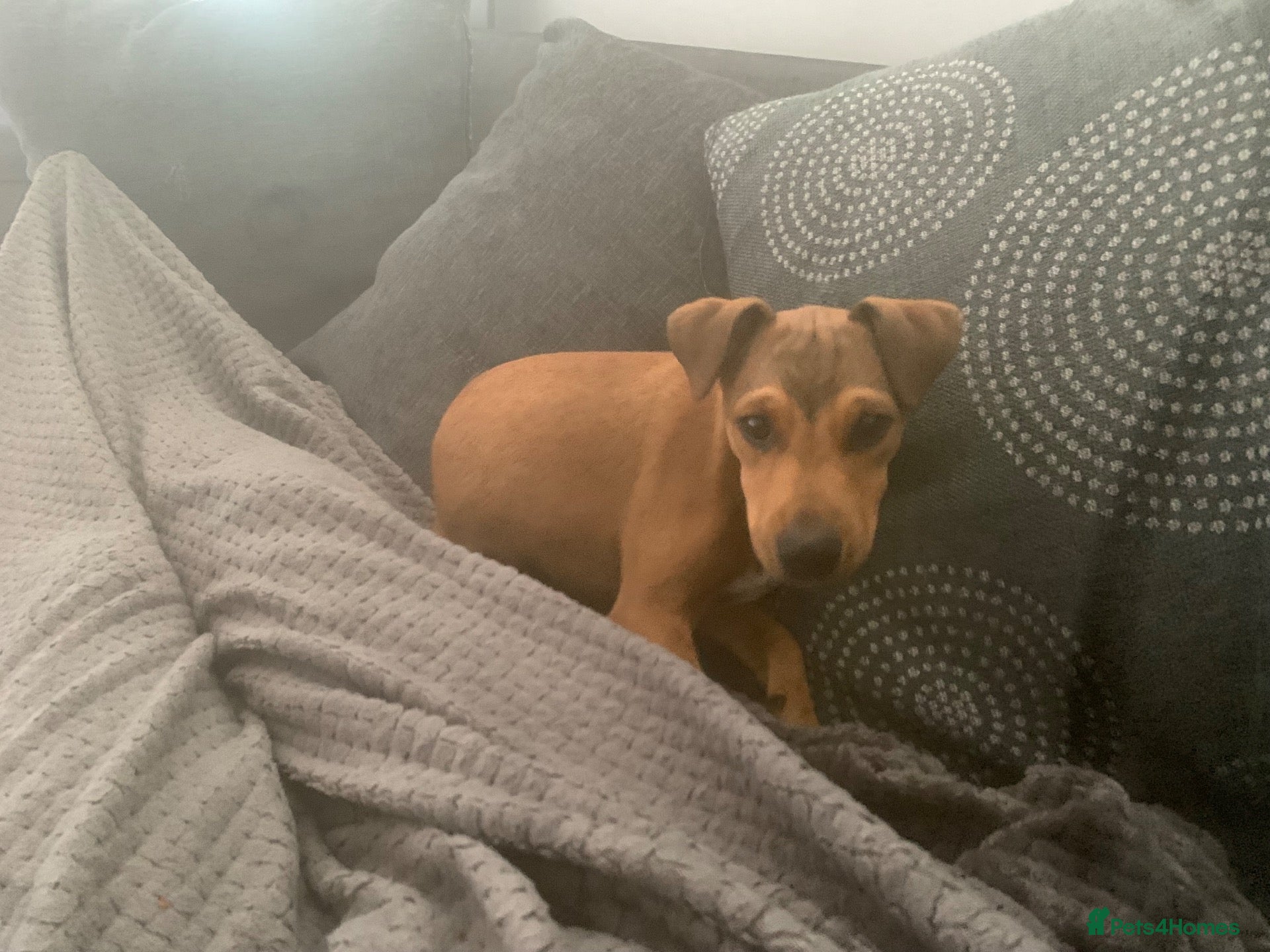 Mixed Breed dogs Puppy jack Russell x Plummer  - Advert 11