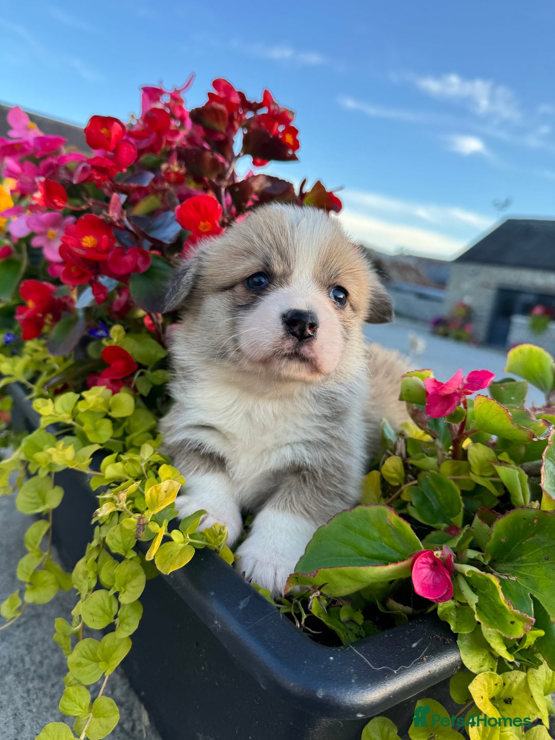 Welsh Corgi Pembroke dogs for sale: Show Quality puppies - Image 27