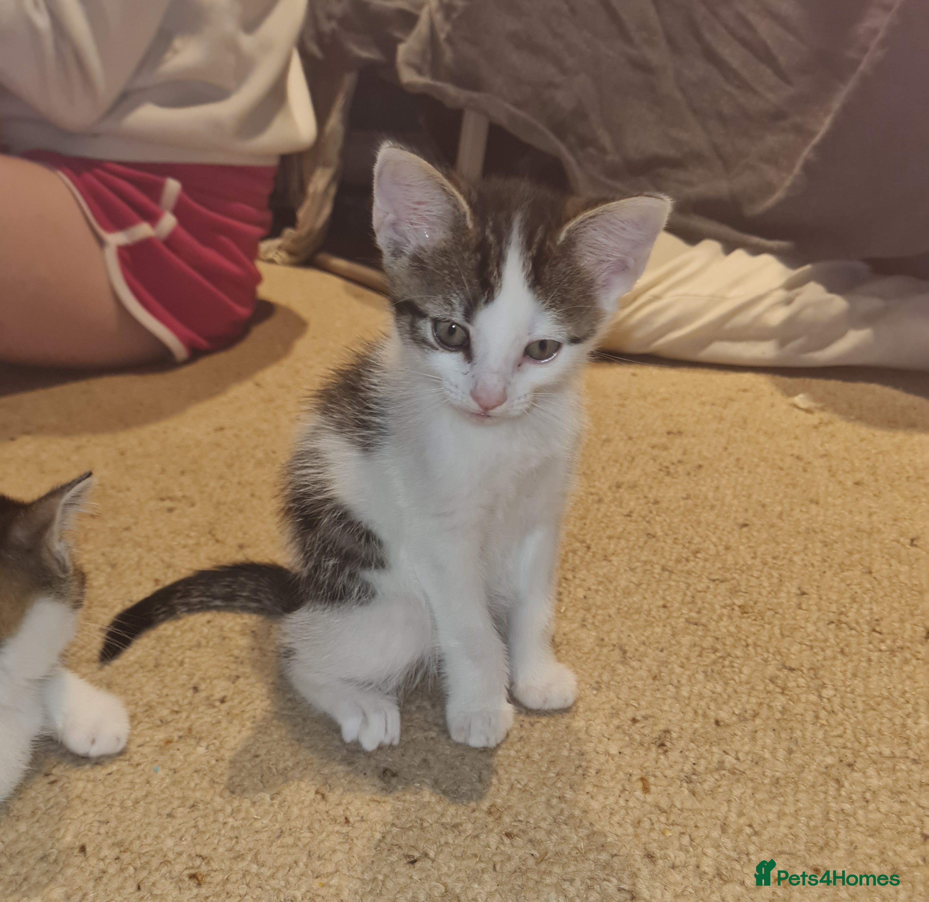 Mixed Breed cats Beautiful mane cross kittens  - Advert 1