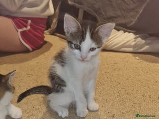 Mixed Breed cats Beautiful mane cross kittens - Advert 14