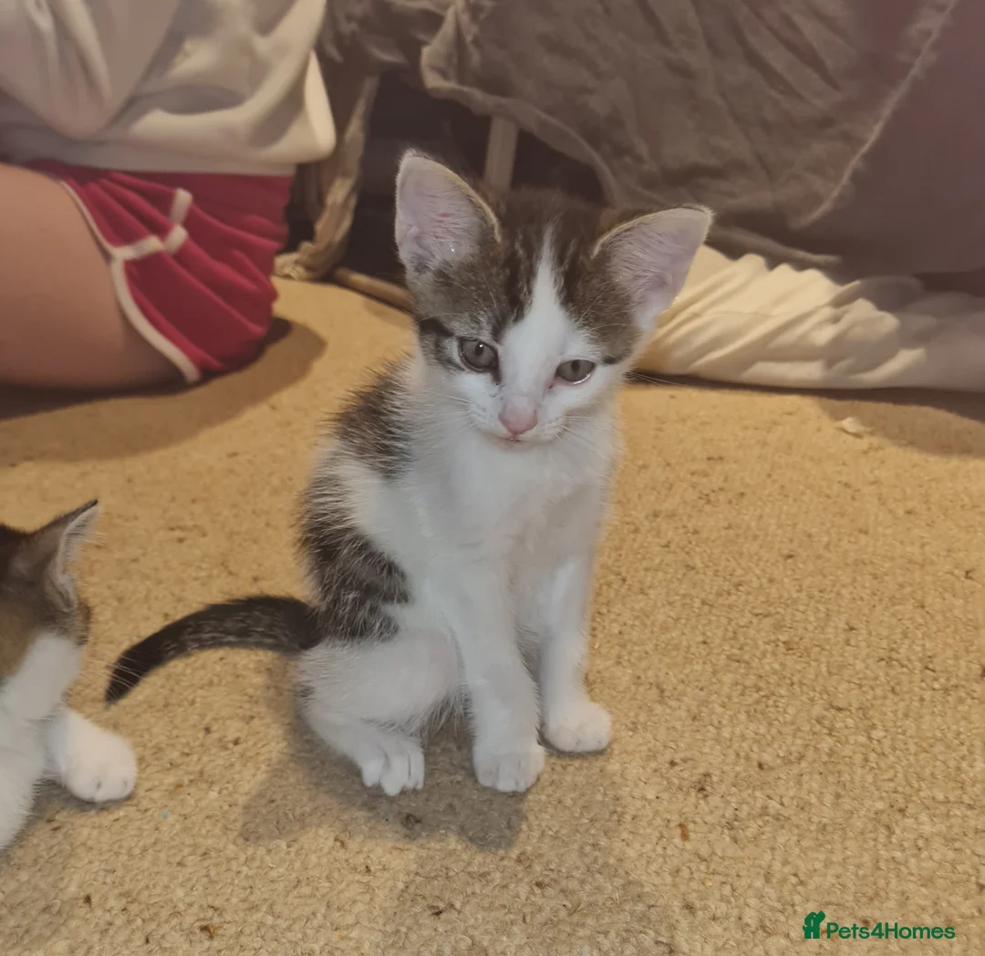 Mixed Breed cats for sale: Beautiful mane cross kittens  - Advert 1