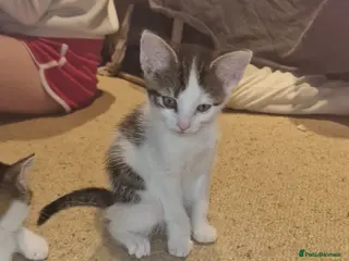 Mixed Breed cats Beautiful mane cross kittens - Advert 1