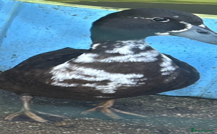 Ducks poultry - Advert 11