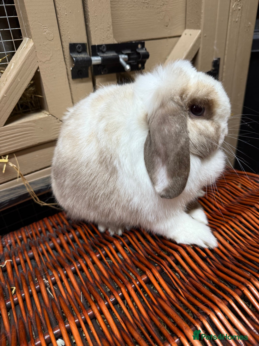 Mini Lop rabbits for sale: I have a couple of adult mini lops available  - Advert 2