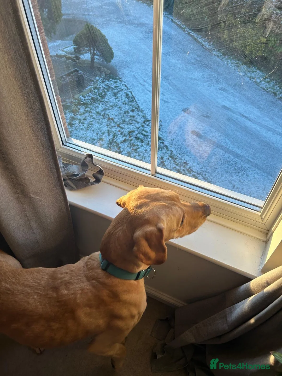 Labrador Retriever dogs for stud: Billy - 3YO Labrador Retriever Stud in Oxfordshire - Advert 2