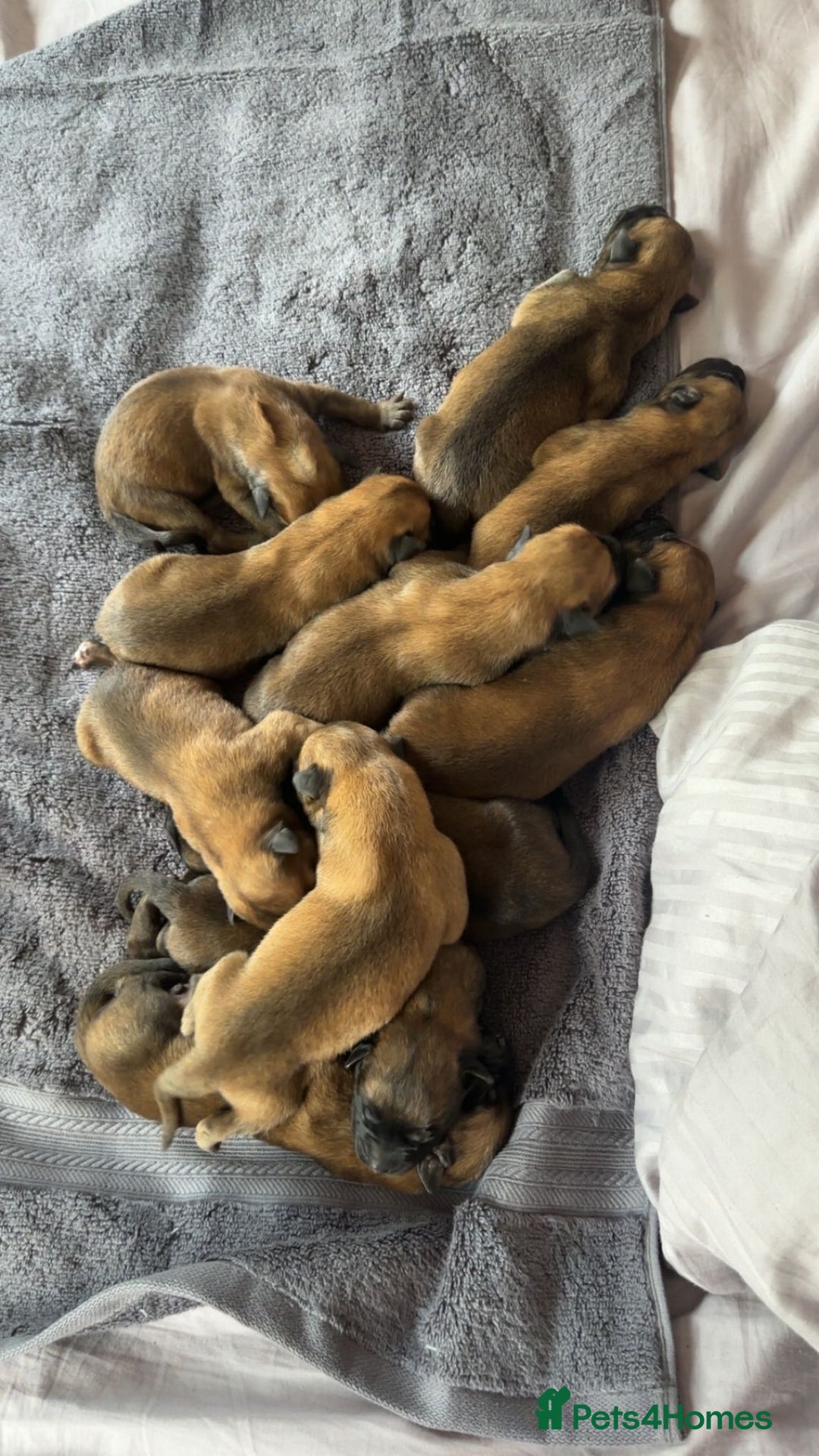 Belgian Shepherd Dog dogs for sale: Belgian Malinois Puppies  - Image 1