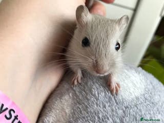 Gerbil rodents Friendly baby gerbils for sale (mix of colours) - Advert 6