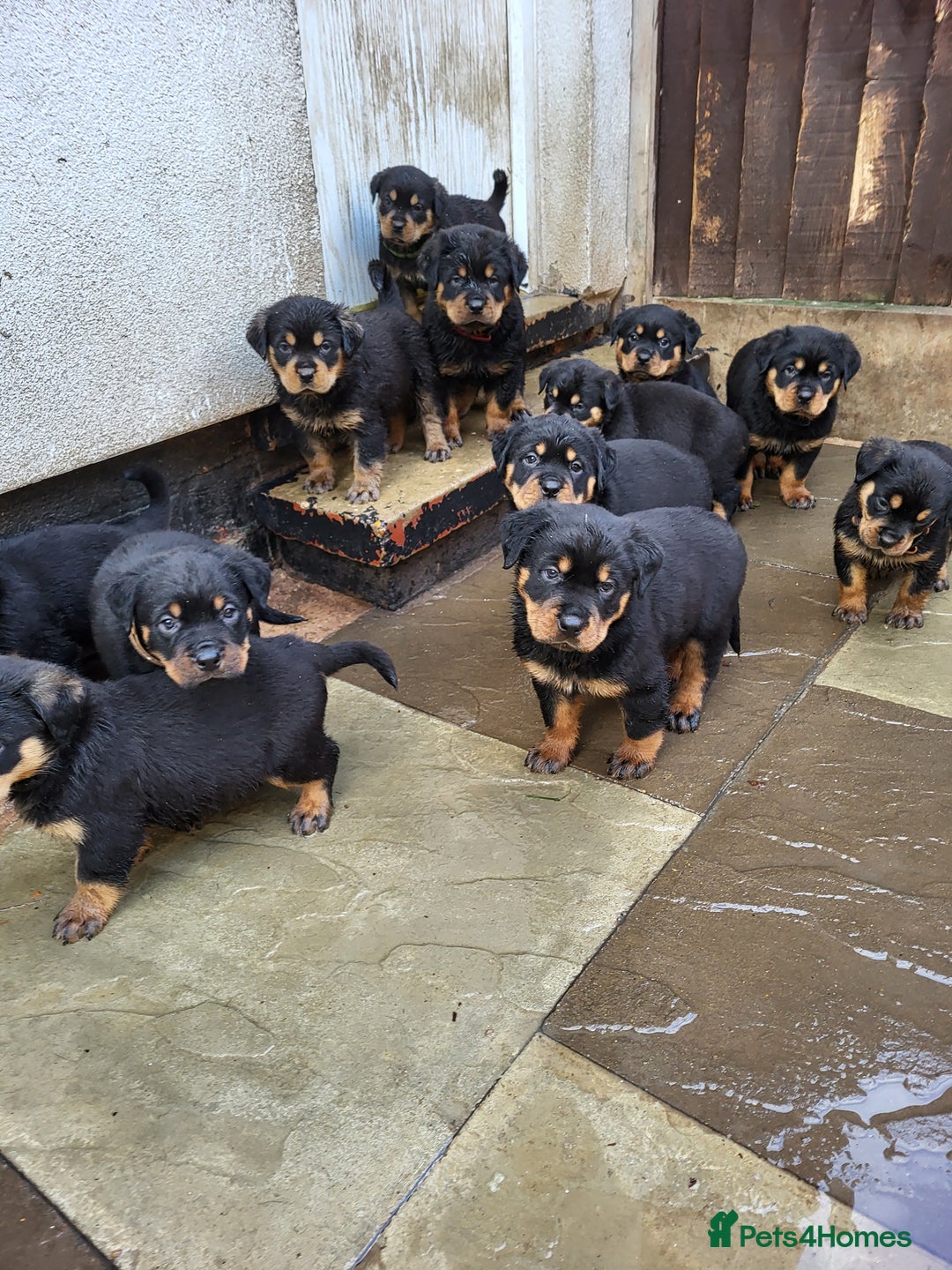 Rottweiler dogs for sale: Rotty pupps for sale 13 ( 6 girl 6 boy) left - Advert 6