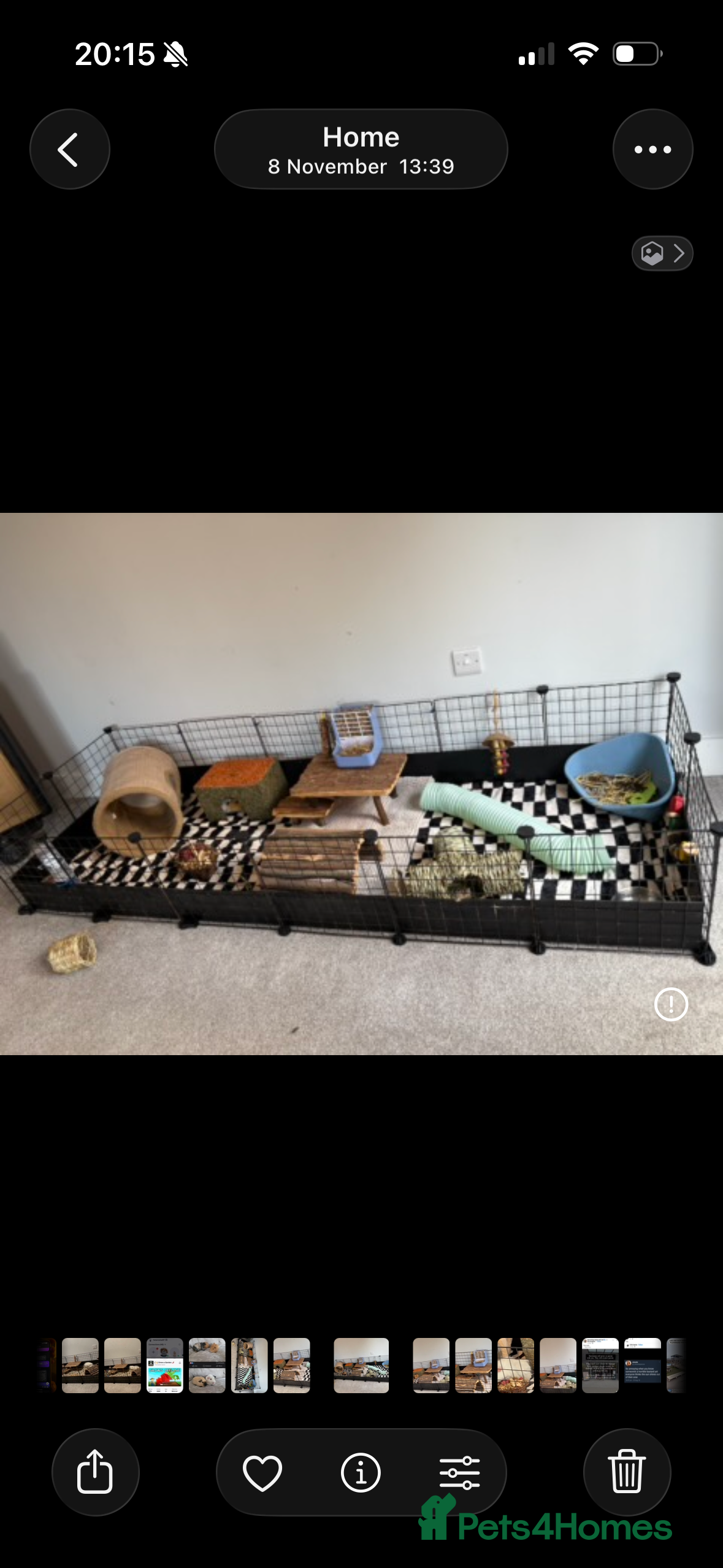 Guinea Pig rodents 2 male Guinea pigs + enclosure  - Advert 1