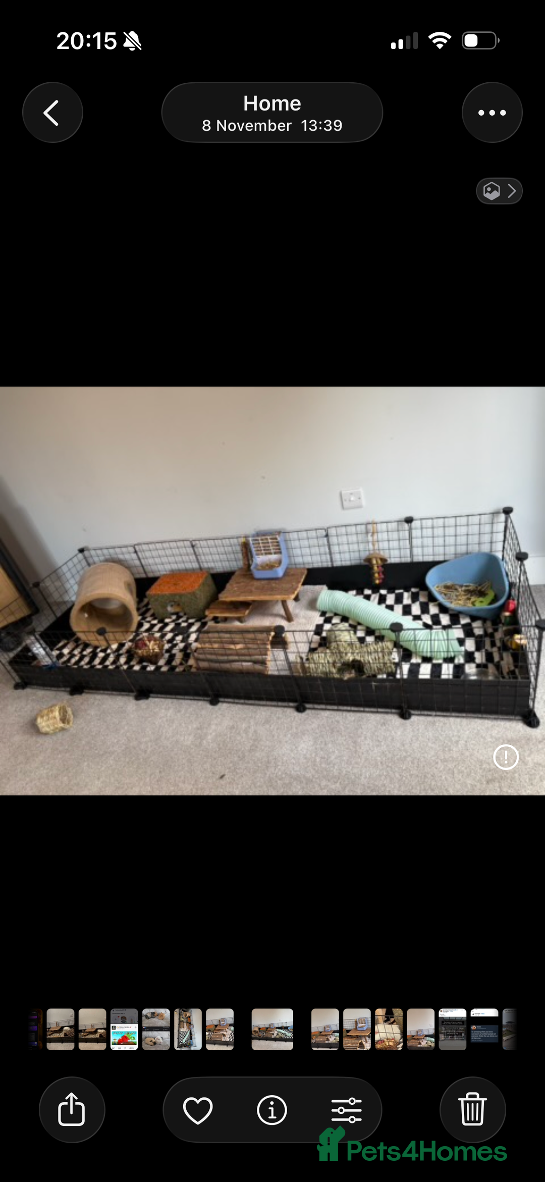 Guinea Pig rodents for sale: 2 male Guinea pigs + enclosure  - Advert 1