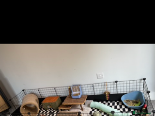 Guinea Pig rodents 2 male Guinea pigs + enclosure - Advert 1