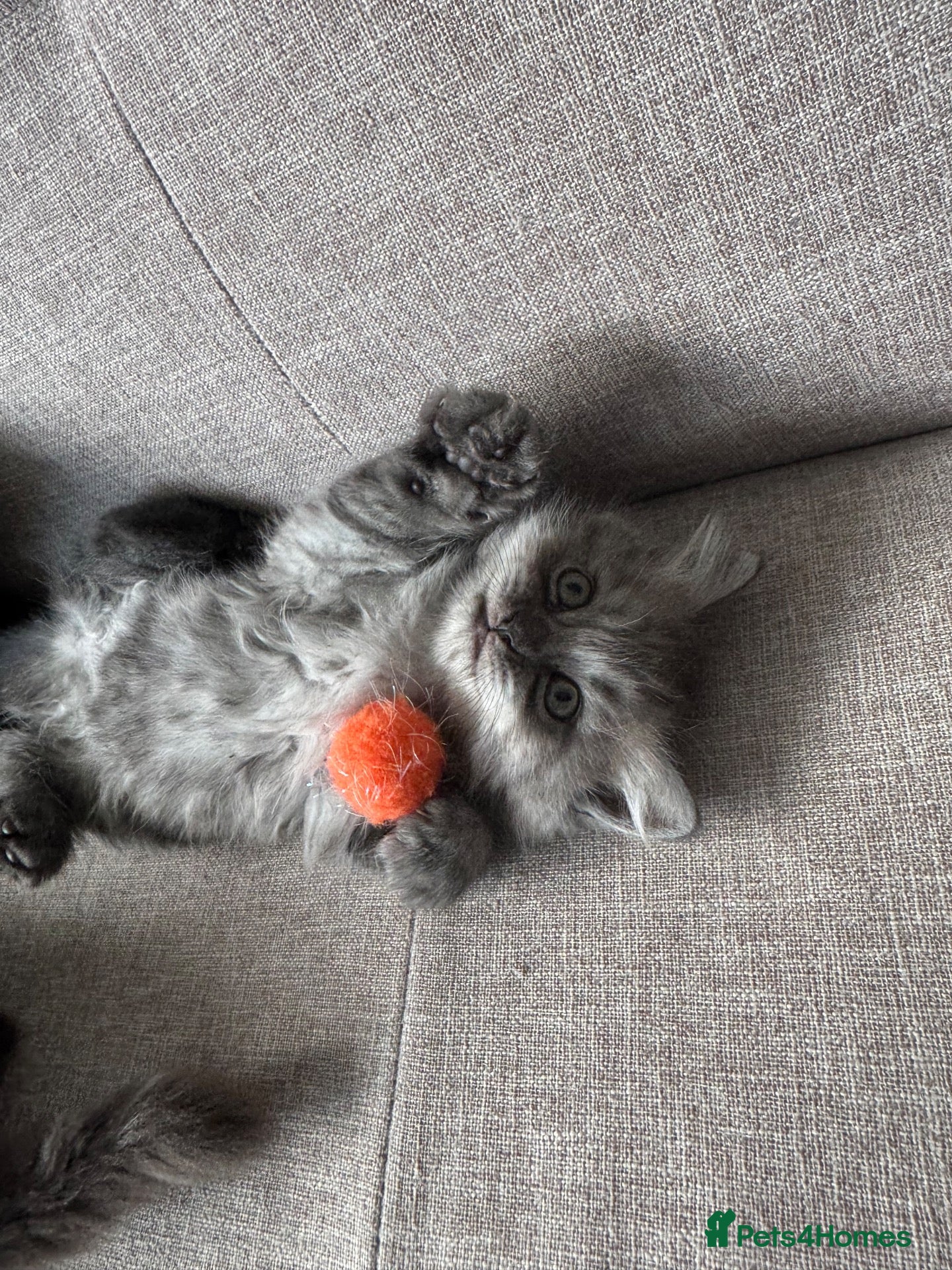 Persian cats Stunning Persian x Ragdoll kittens Ready for Homes - Advert 2