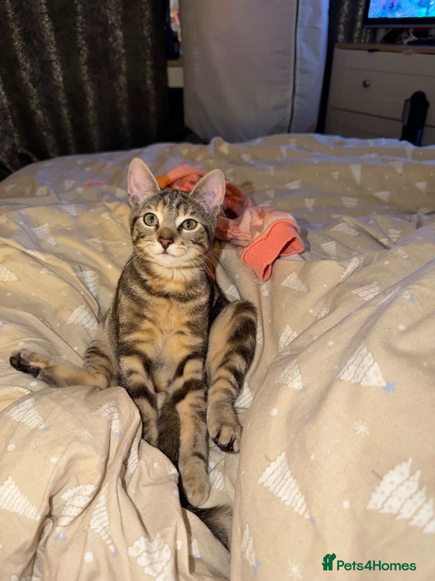 Mixed Breed cats Kittens for sale  - Advert 1
