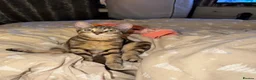 Mixed Breed cats for sale: Kittens for sale  in Bridgend - Advert 1