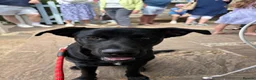 Mixed Breed dogs for sale: Rex 9 Months Old in March - Advert 3