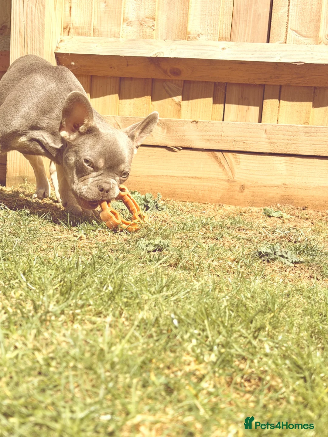 French Bulldog dogs for sale: Mr Dominic L - Advert 2