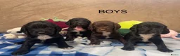 Cocker Spaniel dogs for sale: Beautiful Cocker Spaniel Puppies–4 Girls & 6 Boys - Advert 8