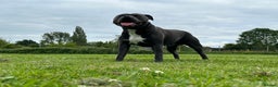 Staffordshire Bull Terrier dogs for stud: (ROCKY) rezevoire prince amond  - Advert 5