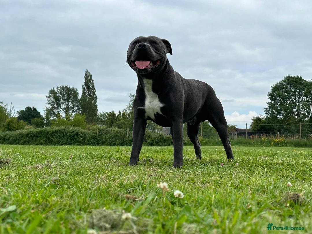 Staffordshire Bull Terrier dogs for stud: (ROCKY) rezevoire prince amond  - Advert 5