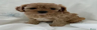 Cavapoo 3