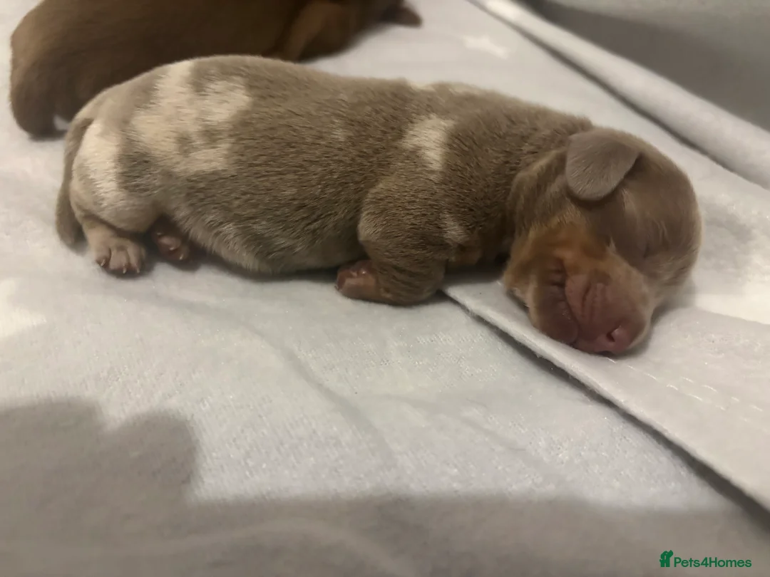 Miniature Dachshund dogs for sale: Miniature Dachshund Pups looking for Loving Homes - Advert 3