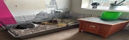Mixed Breed rabbits for sale: 2 rabbits to rehome with cage and food  - Advert 7