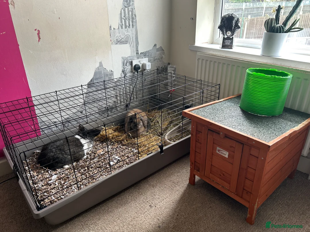 Mixed Breed rabbits for sale: 2 rabbits to rehome with cage and food  - Advert 7