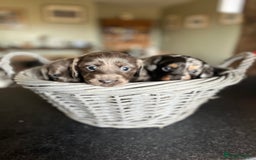 Miniature Dachshund dogs for sale: Beautiful miniature dachshund puppies for sale.  - Image 1