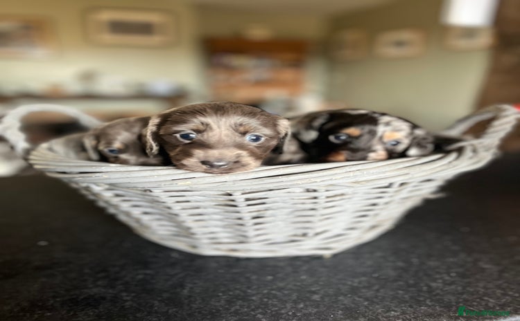 Miniature Dachshund dogs - Advert 4