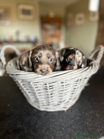 Miniature Dachshund dogs - Advert 12
