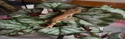 Gecko reptiles for sale: Crested geckos for sale🦎 - Advert 8