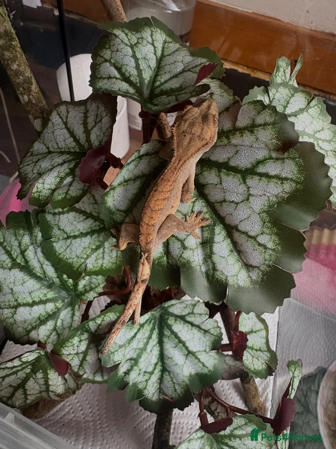 Gecko reptiles for sale: Crested geckos for sale🦎 - Advert 8