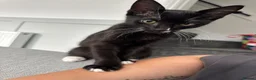 Mixed Breed cats for sale: 13 Week male Kitten  - Advert 1