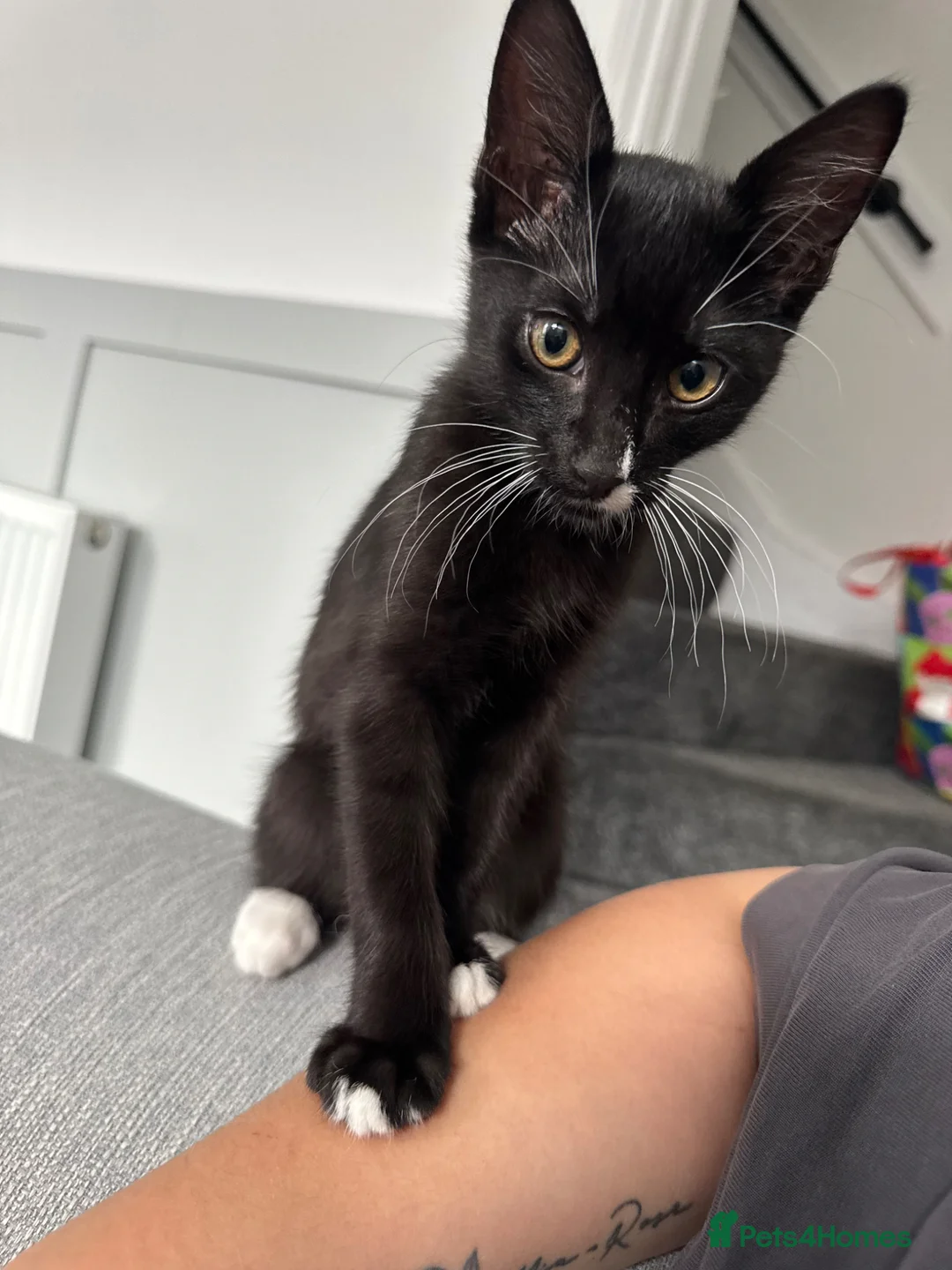 Mixed Breed cats for sale: 13 Week male Kitten  - Advert 1