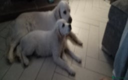 Golden Retriever dogs for sale: Golden retriever  - Image 2