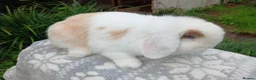 Mini Lop rabbits for sale: Stunning pure bred mini lop male baby rabbits RTR - Advert 8