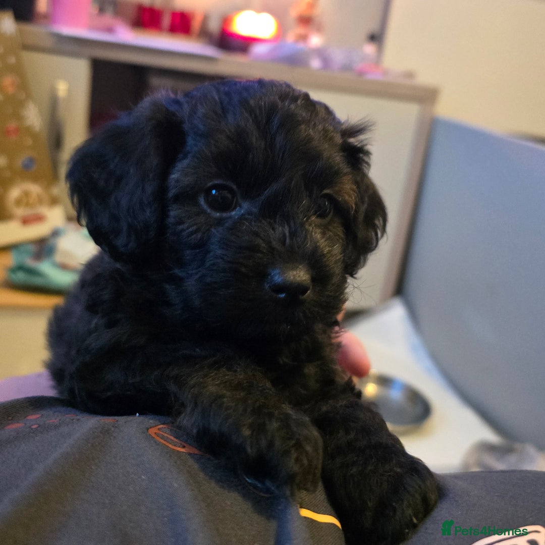 Shihpoo dogs for sale: 🐾REDUCED 2 Boys £800 - Shihpoo Puppies🐾 - Advert 33