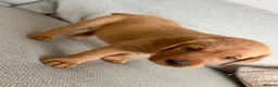 Labrador Retriever dogs for sale: Beautiful litter of puppies  - Advert 4