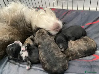 Shihpoo dogs *** LAST 3 ** REDUCED TO SELL *** READY NOW ** - Advert 4