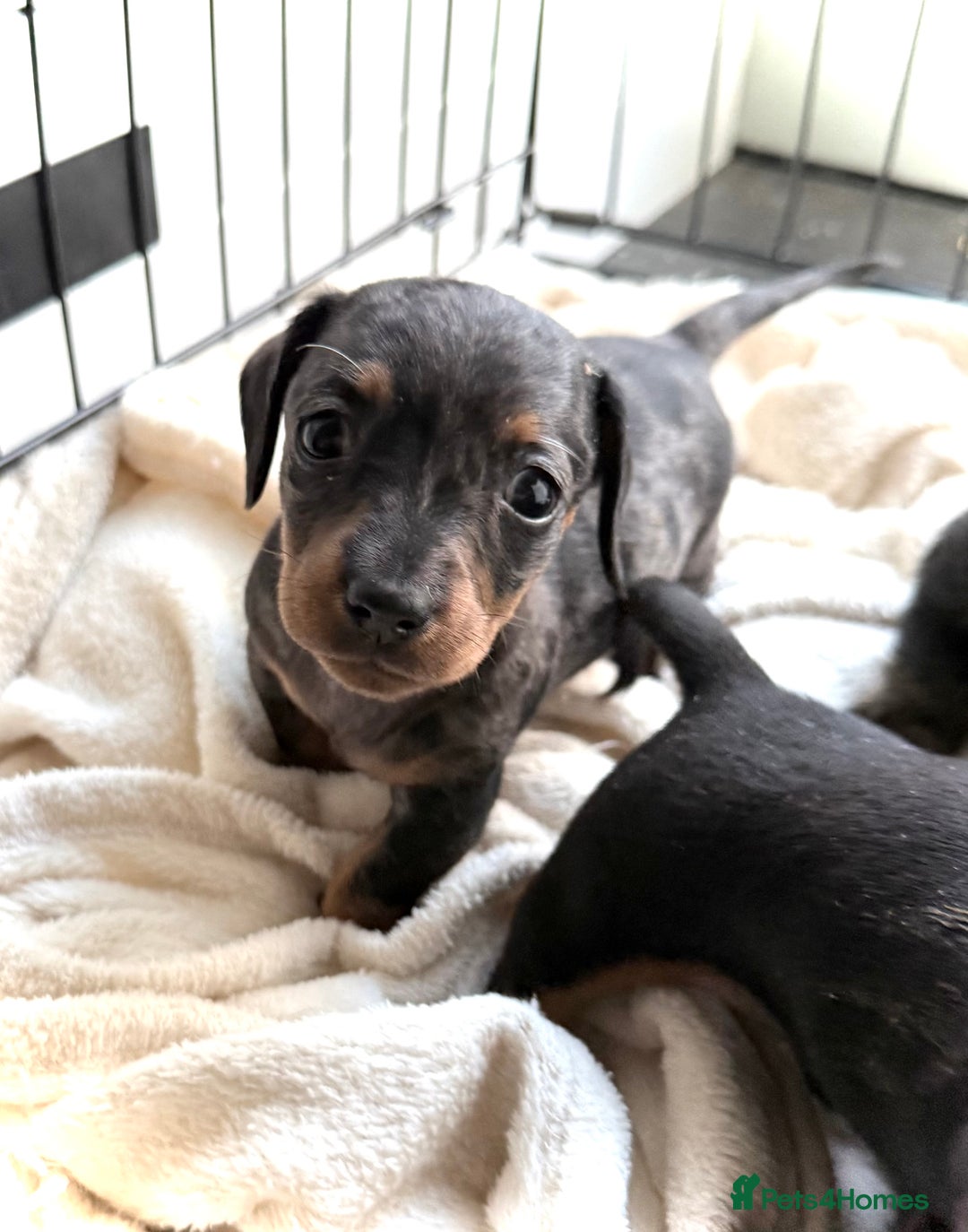 Miniature Dachshund dogs for sale: Sausage Puppies! - Advert 3