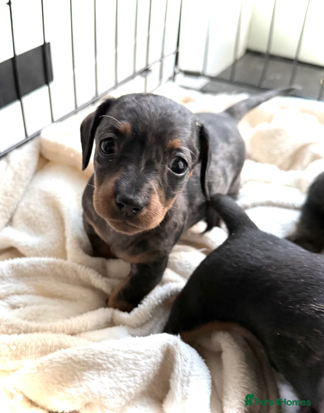 Miniature Dachshund dogs for sale: Sausage Puppies! - Advert 3