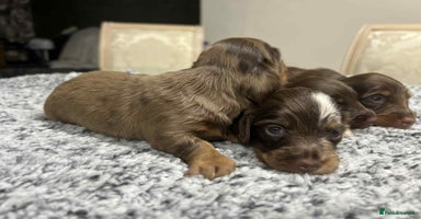 Miniature Dachshund dogs - Advert 14