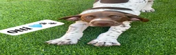 German Shorthaired Pointer dogs for sale: Ready to Leave 1 Male Left Otti 🐾🩵 - Advert 2