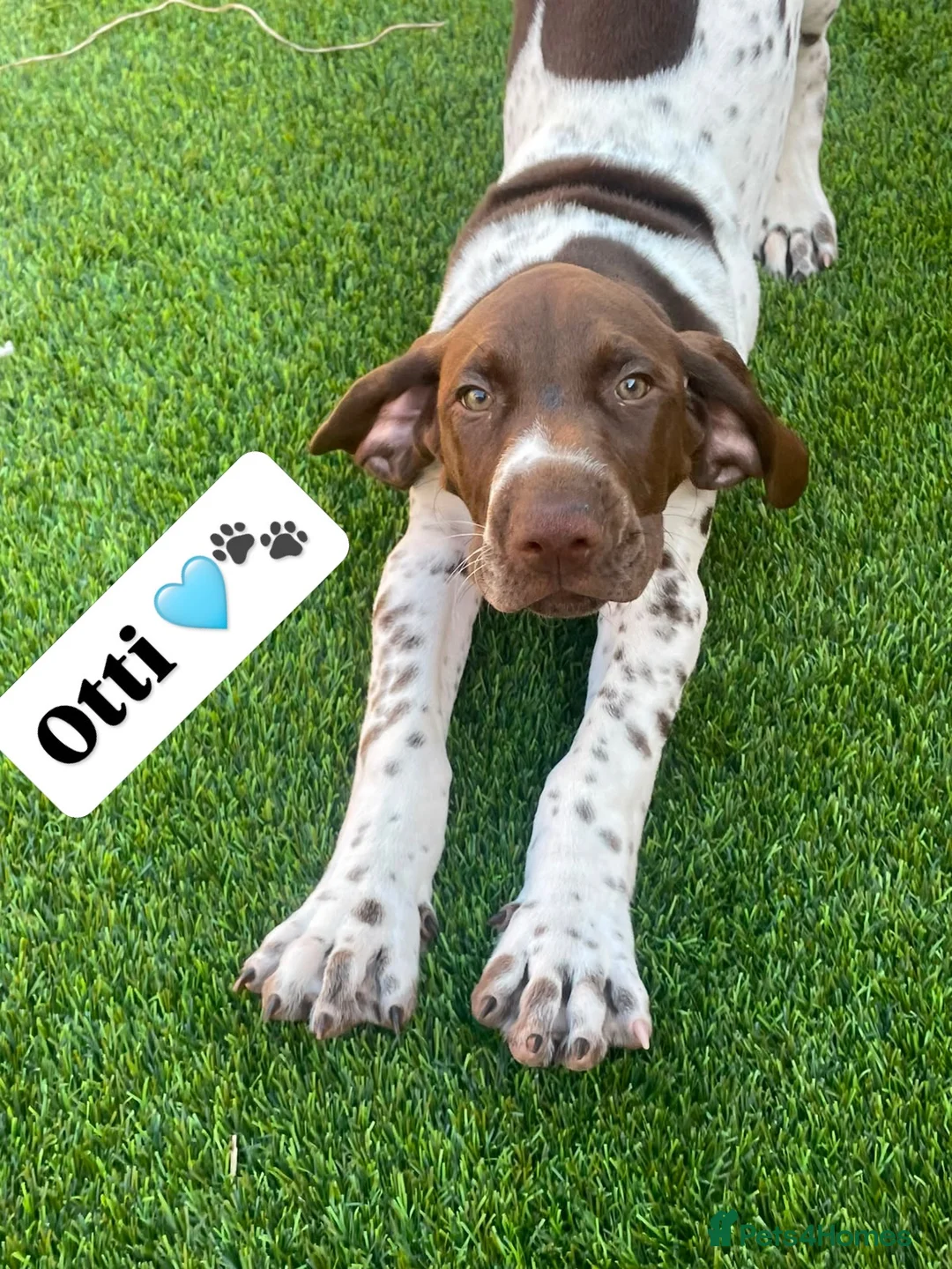 German Shorthaired Pointer dogs for sale: Ready to Leave 1 Male Left Otti 🐾🩵 - Advert 2