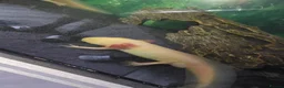 Mixed Breed invertebrates for sale: 5 x axolotls  in Bedlington - Advert 7